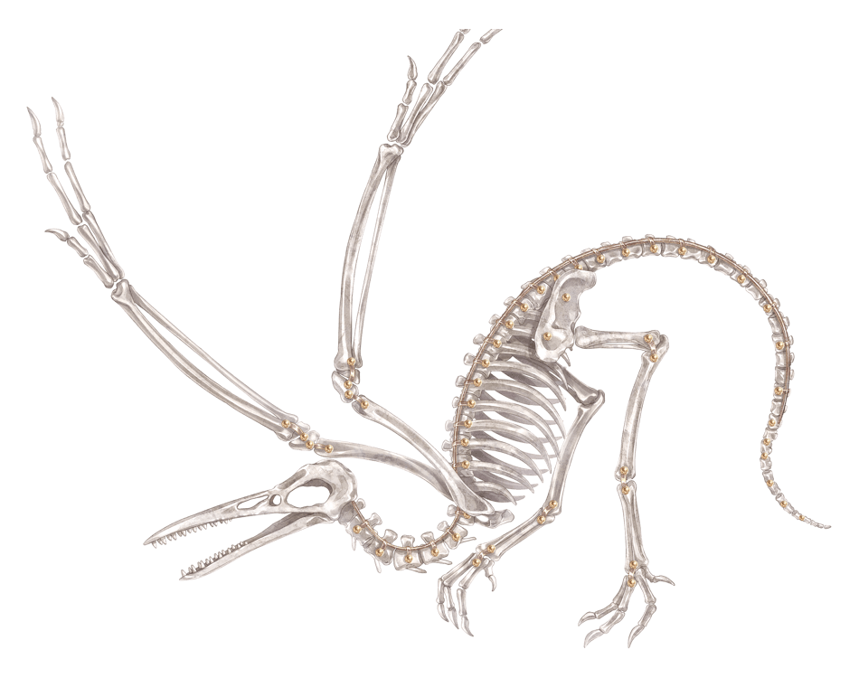 始祖鳥の骨格標本 速報 ミラクルニキ攻略アンテナ Gamerch